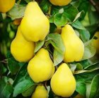 نهالهای دیرگل زودبازده اصلاح شده پیوندی در سرپل ذهاب در گروه خرید و فروش نهالستان در یکمیوه