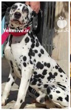 فروش سگ دالمیشن کم خال پر در اندیشه در گروه سگ و گربه در یکمیوه