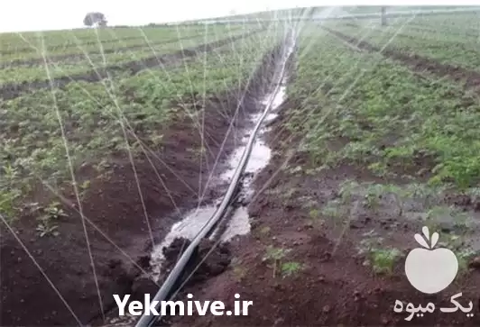 طراحی اجرای آبیاری هوشمند در ساری در گروه خرید و فروش اتصالات و تجهیزات آبیاری در یکمیوه -عکس1