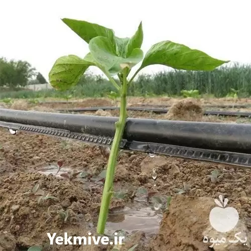 فروش نوار تیپ استاندارد درجه یک در اصفهان در گروه خرید و فروش نوار تیپ در یکمیوه -عکس1