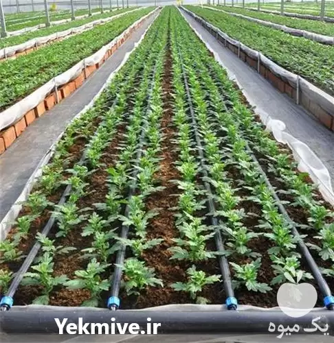 قیمت خرید استثنایی ترین قیمت نوار در گروه خرید و فروش دستگاه آبیاری در یکمیوه -عکس1