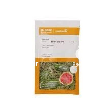 بذر هندوانه منارا نانهمز در زاهدان در گروه خرید و فروش بذر هندوانه در یکمیوه -عکس1