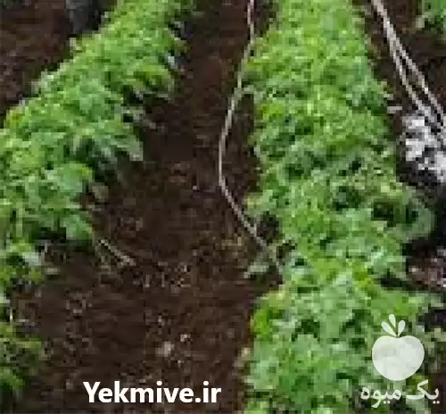 قیمت خرید اجرای آبیاری قطره ای در ساری در گروه خرید و فروش دستگاه آبیاری در یکمیوه -عکس1