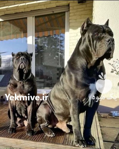 فروش سگ جسور نگهبان کن کورسو_قیمت در آبعلی در گروه حیوانات خانگی در یکمیوه -عکس1