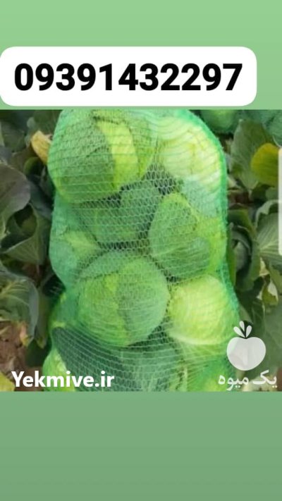 کلم برگ در دزفول در گروه خرید و فروش انواع کلم در یکمیوه -عکس1