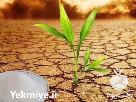 قیمت خرید سوپر جاذب تکاپ در گروه انواع محصولات خاک و تغذیه در یکمیوه -عکس1