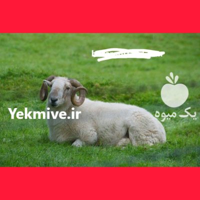 فروش گوسفند زنده در چهار گوشه تهران در گروه گاو و گوسفند و میش و بز کهره گوساله در یکمیوه -عکس1