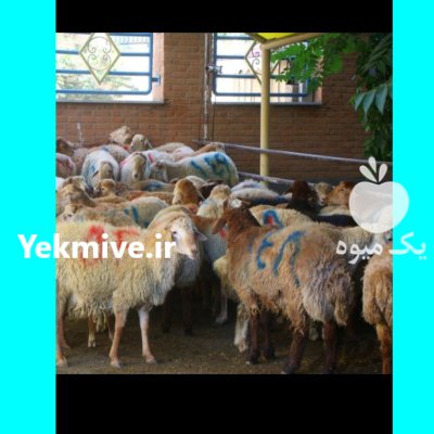 فروش گوسفند زنده در چهار گوشه تهران در گروه گاو و گوسفند و میش و بز کهره گوساله در یکمیوه -عکس2