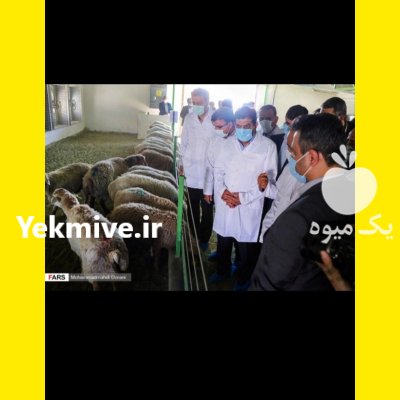 فروش گوسفند زنده در چهار گوشه تهران در گروه گاو و گوسفند و میش و بز کهره گوساله در یکمیوه -عکس3