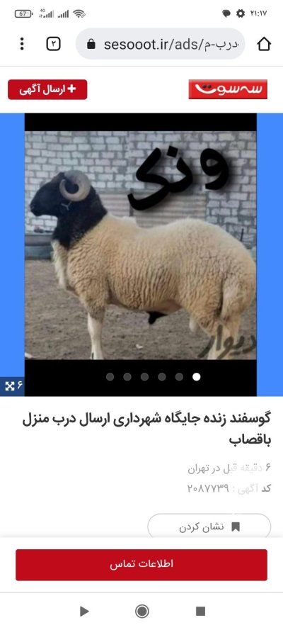 فروش گوسفند زنده در چهار گوشه تهران در گروه گاو و گوسفند و میش و بز کهره گوساله در یکمیوه -عکس4