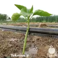 فروش نوار تیپ استاندارد درجه یک در اصفهان در گروه خرید و فروش نوار تیپ در یکمیوه