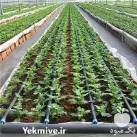 قیمت خرید استثنایی ترین قیمت نوار در گروه خرید و فروش دستگاه آبیاری در یکمیوه