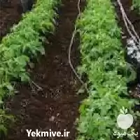 قیمت خرید اجرای آبیاری قطره ای در ساری در گروه خرید و فروش دستگاه آبیاری در یکمیوه