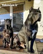فروش سگ جسور نگهبان کن کورسو_قیمت در آبعلی در گروه حیوانات خانگی در یکمیوه
