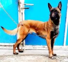 آگهی فروش سگ مالینوز بلژیکی_سگ در باقرشهر در گروه سگ و گربه در یکمیوه