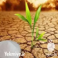 قیمت خرید سوپر جاذب تکاپ در گروه انواع محصولات خاک و تغذیه در یکمیوه