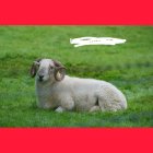 فروش گوسفند زنده در چهار گوشه تهران در گروه گاو و گوسفند و میش و بز کهره گوساله در یکمیوه