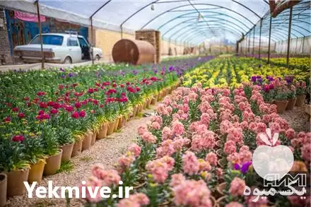 قیمت خرید عمده انواع گل در تهران در گروه خرید و فروش گیاهان زینتی در یکمیوه -عکس1