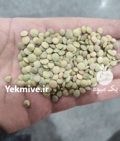 عدس محلی تازه در بجنورد در گروه خرید و فروش غلات و حبوبات در یکمیوه -عکس1