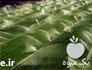 تجهیزات آبیاری بارانی با کیفیت در تهران در گروه خرید و فروش انواع تجهیزات آبیاری در یکمیوه -عکس1