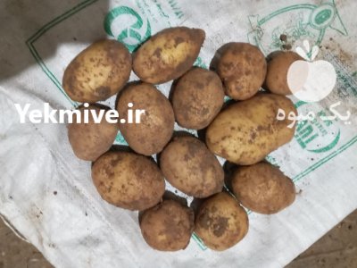 سیب زمینی جیلی در تبریز در گروه خرید و فروش سیب زمینی در یکمیوه -عکس2