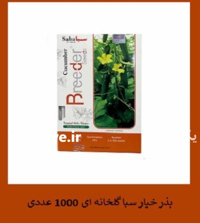 بذر خیار سبا گلخانه ای 1000 در کرج در گروه خرید و فروش بذر خیار در یکمیوه -عکس1