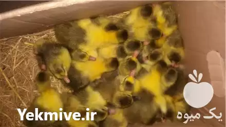 قیمت خرید جوجه غاز محلی در تهران در گروه مرغ و خروس و بوقلمون و اردک قو قاز در یکمیوه -عکس1