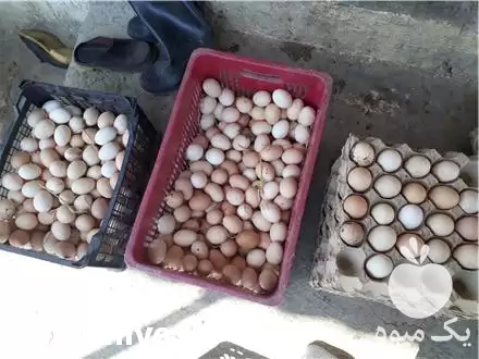 فروش تخم مرغ محلی در تهران در گروه انواع تخم ها در یکمیوه -عکس1