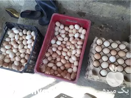 قیمت خرید تخم مرغ محلی نطفه در گروه انواع تخم ها در یکمیوه -عکس1