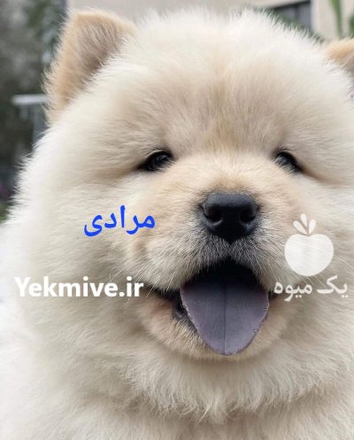 قیمت سگ چاوچاو وارداتی در گروه سگ و گربه در یکمیوه -عکس1