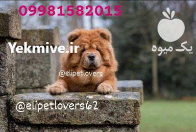 قیمت سگ چاوچاو وارداتی در گروه سگ و گربه در یکمیوه -عکس2