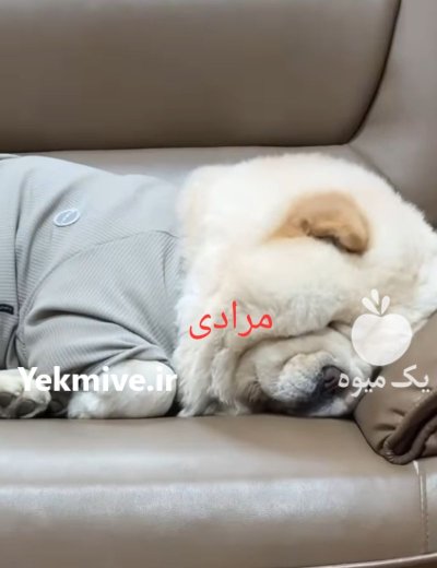 قیمت سگ چاوچاو وارداتی در گروه سگ و گربه در یکمیوه -عکس3