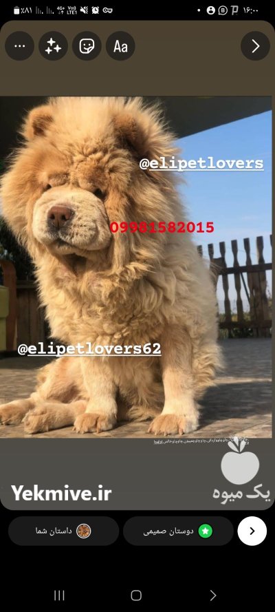 قیمت سگ چاوچاو وارداتی در گروه سگ و گربه در یکمیوه -عکس4