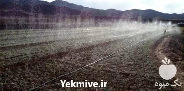 آبیاری اتوماتیک در گروه سازنده در یکمیوه -عکس1