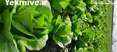 فروش کاهو در ساری در گروه خرید و فروش کاهو در یکمیوه -عکس1