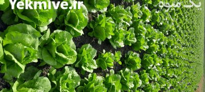 فروش کاهو در ساری در گروه خرید و فروش کاهو در یکمیوه -عکس2