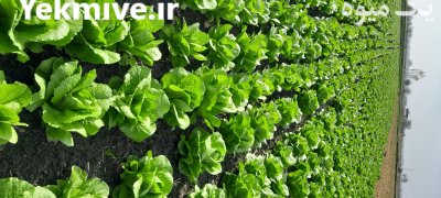 فروش کاهو در ساری در گروه خرید و فروش کاهو در یکمیوه -عکس3