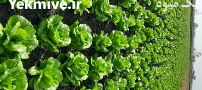 فروش کاهو در ساری در گروه خرید و فروش کاهو در یکمیوه -عکس4