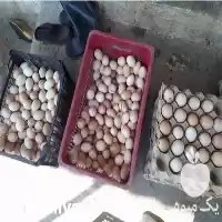 فروش تخم مرغ محلی در تهران در گروه انواع تخم ها در یکمیوه