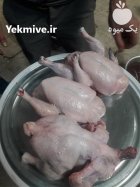 پرکن مرغ شرکت کیافارم در ساری در گروه تجهیزات مرغداری در یکمیوه