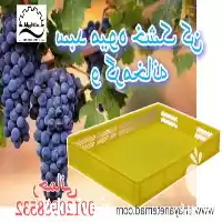 فروش سبد میوه خشک کن در شیراز در گروه خشک کن در یکمیوه