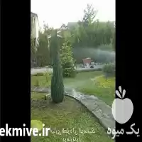 آبیاری قطره ای و بارانی هوشمند در گروه سازنده در یکمیوه