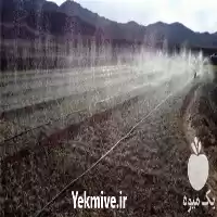 آبیاری اتوماتیک در گروه سازنده در یکمیوه