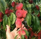 کاشت بهترین نهال زردآلو با گیلاس در صفاشهر در گروه خرید و فروش نهال در یکمیوه