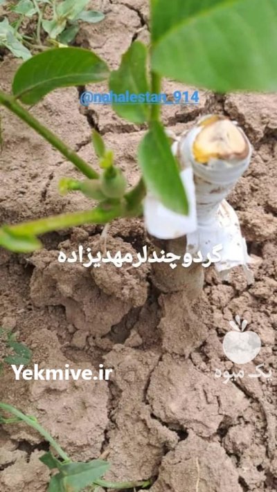 نهال گردو هرس نهال خیلی مهم کاربردی بارگیری در کوهدشت در گروه خرید و فروش نهال گردو در یکمیوه -عکس3