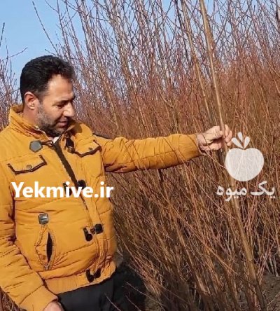 گردوپیوندی چندلر دیرگل بانهال گردوژنوتیپ 2.4.7.9 در گروه خرید و فروش نهال گردو در یکمیوه -عکس1