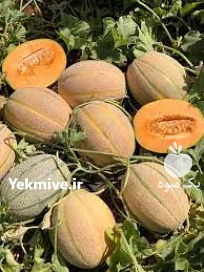 خرید بذر خربزه کابل لیان سید در عشق آباد در گروه خرید و فروش بذر خربزه در یکمیوه -عکس1
