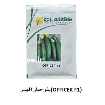 فروش بذر خیار آفیسر خیارOFFICER کلوز در گروه خرید و فروش بذر خیار در یکمیوه -عکس1