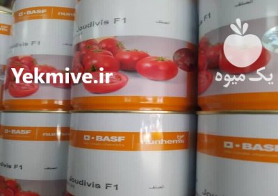 خرید بذر گوجه جودیوس در قزوین در گروه خرید و فروش بذر گوجه در یکمیوه -عکس1