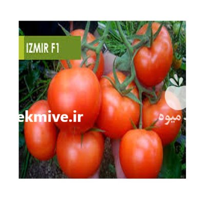 خرید بذر گوجه ازمیر اصل در بندرکنگان در گروه خرید و فروش بذر گوجه در یکمیوه -عکس1